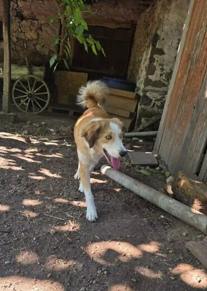 Cleo sucht ein Zuhause, in dem sie geliebt und umsorgt wird.