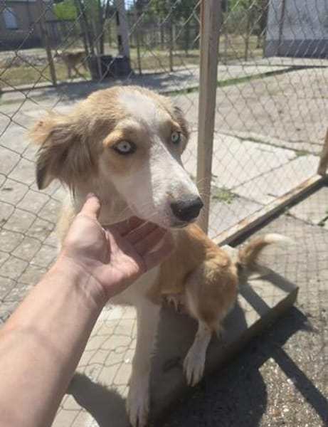 Cleo sucht ein Zuhause, in dem sie geliebt und umsorgt wird.