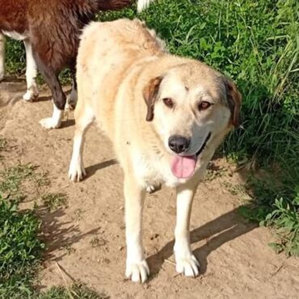 Collie-Mix Vicky -ein sanftes und wunderschönes Wesen