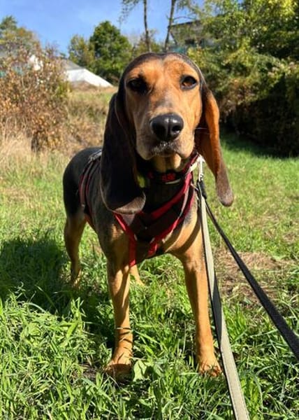 Pruccica ❤Laufhundin Mischling sucht ländliches Zuhause
