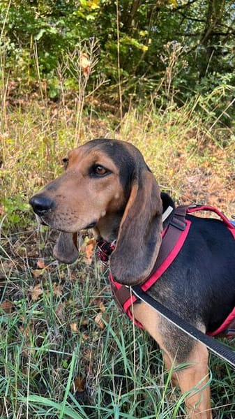 Pruccica ❤Laufhundin Mischling sucht ländliches Zuhause