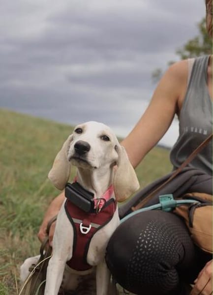Sadie 😍 liebe und anhängliche Junghündin auf Pflegestelle