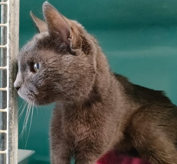 CHARLIE-GRIS QCT