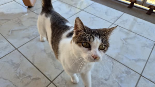 RHAENA