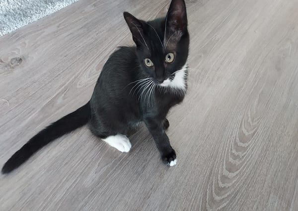 YUZU