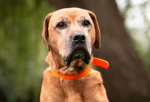 MURPHY (réservé)