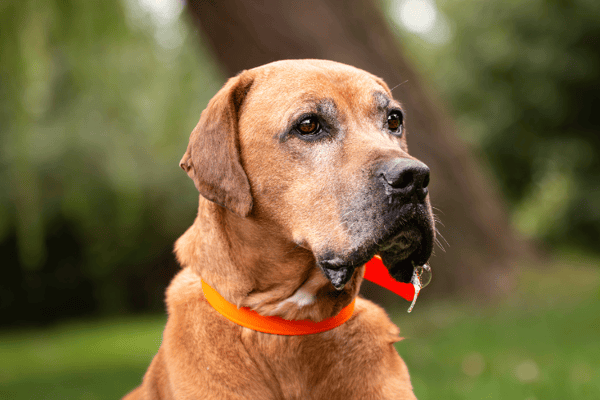 MURPHY (réservé)