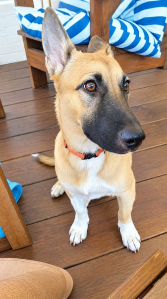 Isis la mini croisée malinoise