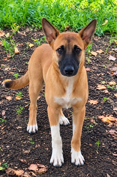 Isis la mini croisée malinoise