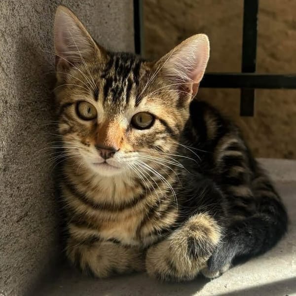Taz
