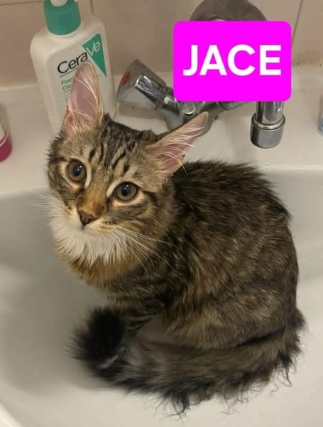JACE ET FISHER À ADOPTER ENSEMBLE
