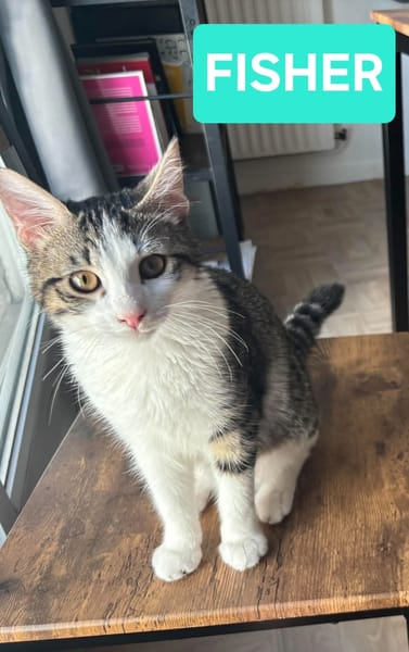 JACE ET FISHER À ADOPTER ENSEMBLE