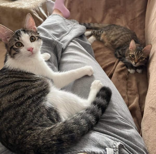 JACE ET FISHER À ADOPTER ENSEMBLE