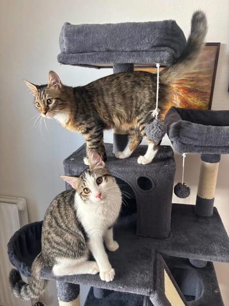 JACE ET FISHER À ADOPTER ENSEMBLE