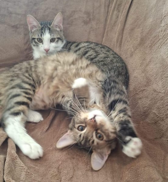 JACE ET FISHER À ADOPTER ENSEMBLE