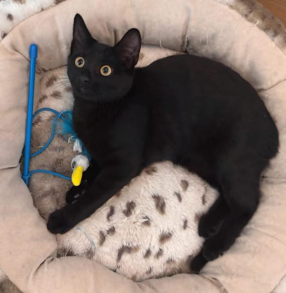 RITALINE À ADOPTER AVEC UN CHAT DÉJÀ PRÉSENT CHEZ VOUS