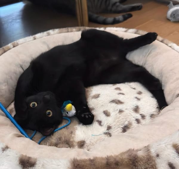 RITALINE À ADOPTER AVEC UN CHAT DÉJÀ PRÉSENT CHEZ VOUS