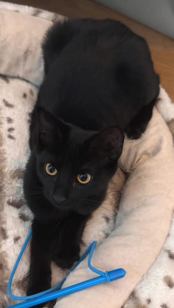 RITALINE À ADOPTER AVEC UN CHAT DÉJÀ PRÉSENT CHEZ VOUS