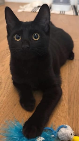 RITALINE À ADOPTER AVEC UN CHAT DÉJÀ PRÉSENT CHEZ VOUS
