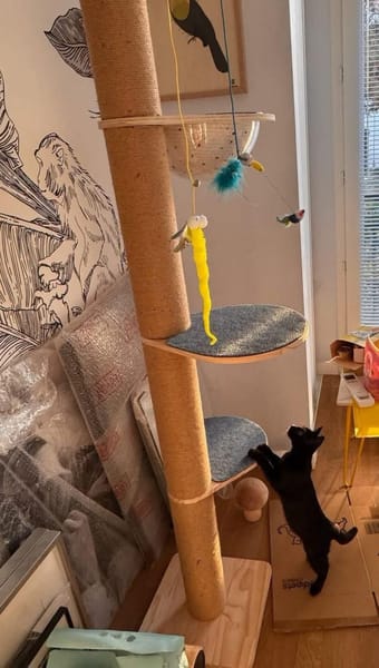 RITALINE À ADOPTER AVEC UN CHAT DÉJÀ PRÉSENT CHEZ VOUS