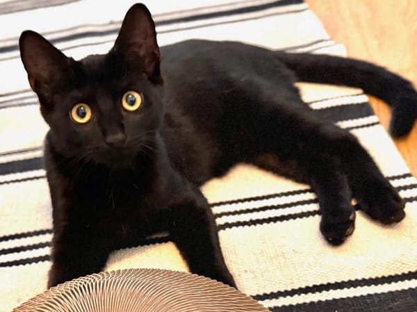 RITALINE À ADOPTER AVEC UN CHAT DÉJÀ PRÉSENT CHEZ VOUS
