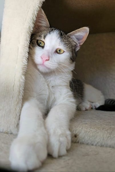 RODÉO A ADOPTER AVEC UN CHAT DÉJÀ PRÉSENT CHEZ VOUS
