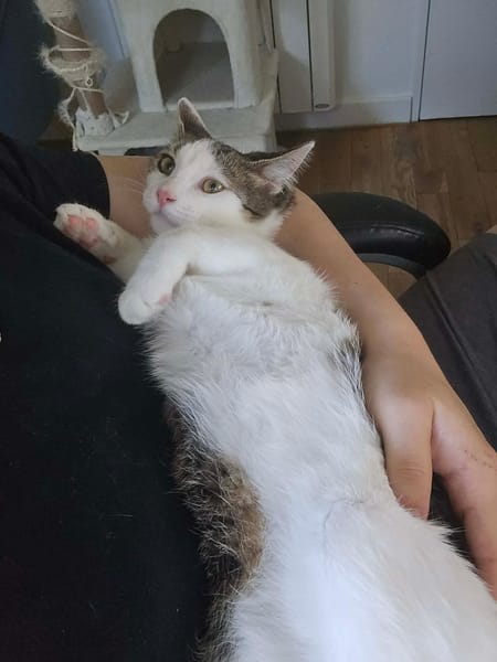 RODÉO A ADOPTER AVEC UN CHAT DÉJÀ PRÉSENT CHEZ VOUS