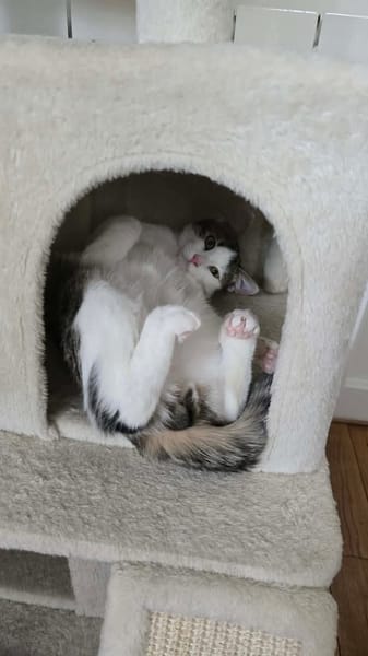 RODÉO A ADOPTER AVEC UN CHAT DÉJÀ PRÉSENT CHEZ VOUS
