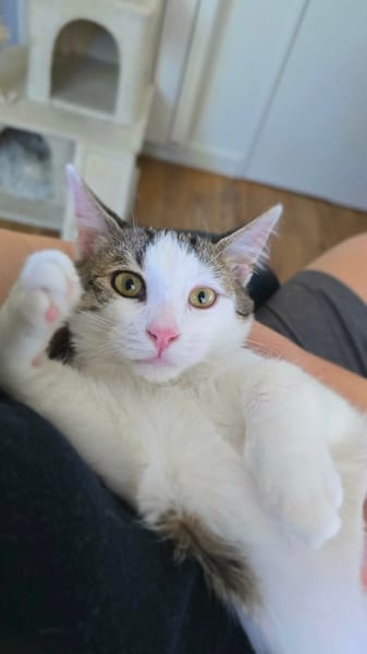 RODÉO A ADOPTER AVEC UN CHAT DÉJÀ PRÉSENT CHEZ VOUS