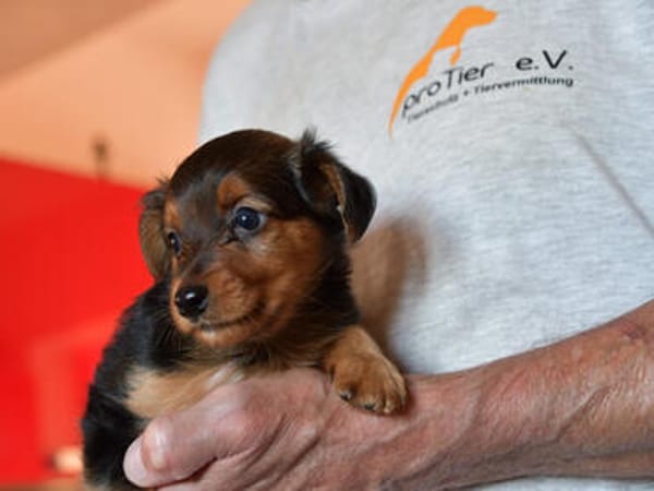 Antonio hat Glück verdient