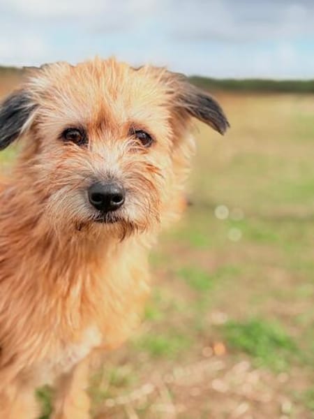 Holly  eine kleine, bezaubernde Herzenshündin