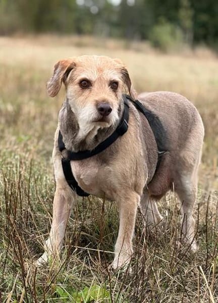 Ray sucht sein liebevolles Für-immer-Zuhause