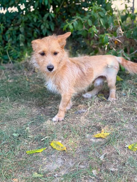 Scotty-Entzückender Hundejunge sucht sein Für-immer-Zuhause!