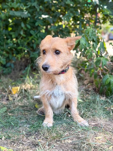Scotty-Entzückender Hundejunge sucht sein Für-immer-Zuhause!