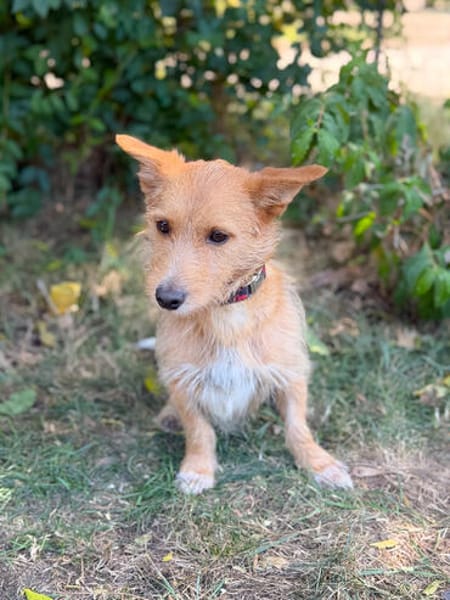 Scotty-Entzückender Hundejunge sucht sein Für-immer-Zuhause!