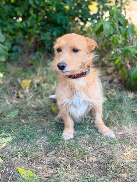 Scotty-Entzückender Hundejunge sucht sein Für-immer-Zuhause!