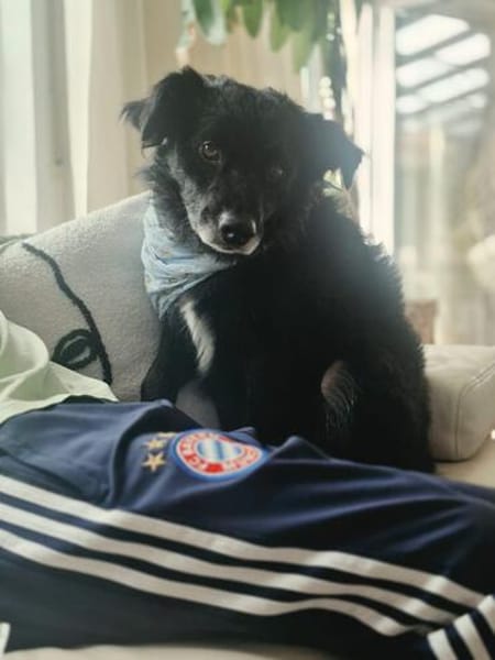 Manni  sucht sein für immer Zuhause