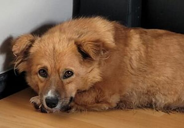 Verschmuste Nissa sucht Dich zum Kuscheln in 49536 Lienen