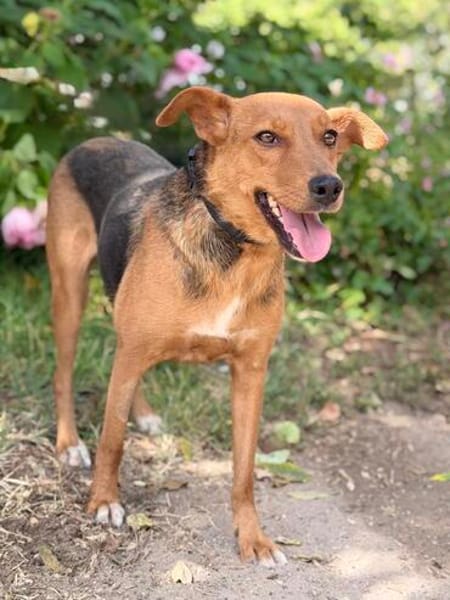 Haya-Sensible Hundemama auf der Suche nach Nähe und Geborgen