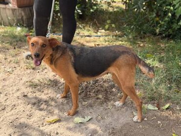 Haya-Sensible Hundemama auf der Suche nach Nähe und Geborgen