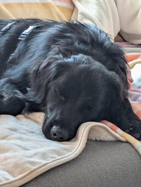 Mike sucht sein Körbchen für immer🐾