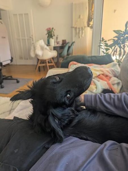 Mike sucht sein Körbchen für immer🐾