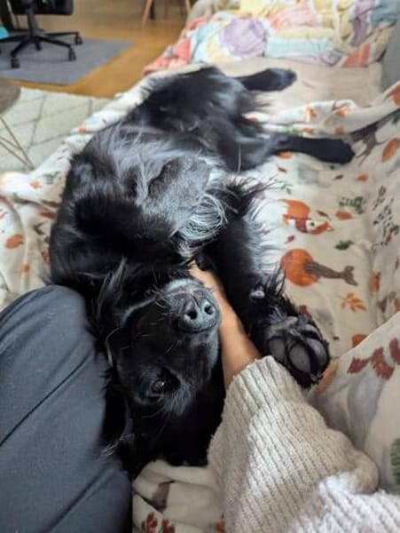 Mike sucht sein Körbchen für immer🐾