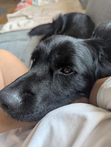 Mike sucht sein Körbchen für immer🐾