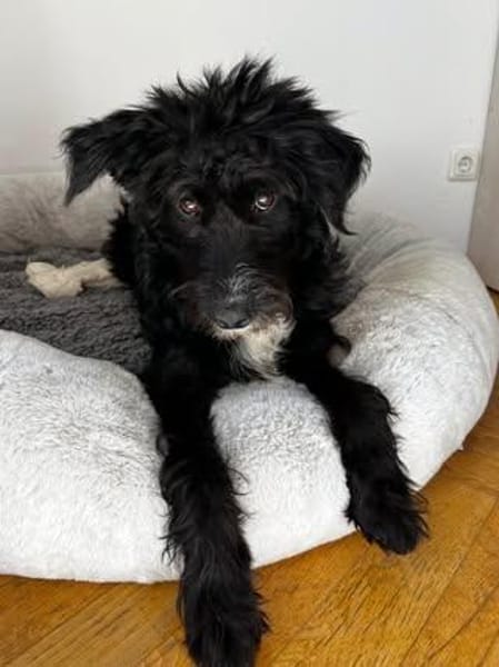 ❤🐾 ELLA SUCHT IHR FÜR-IMMER-ZUHAUSE 🐾❤