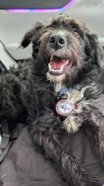 ❤🐾 ELLA SUCHT IHR FÜR-IMMER-ZUHAUSE 🐾❤