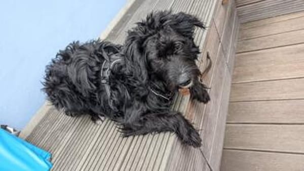 ❤🐾 ELLA SUCHT IHR FÜR-IMMER-ZUHAUSE 🐾❤