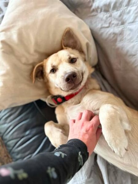Joey  kleiner Familienhund mit großem Lernwillen