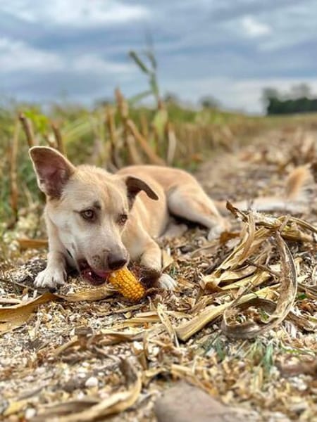 Joey  kleiner Familienhund mit großem Lernwillen