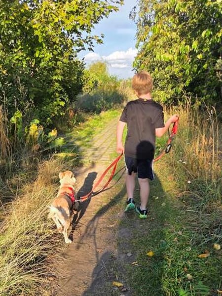 Joey  kleiner Familienhund mit großem Lernwillen